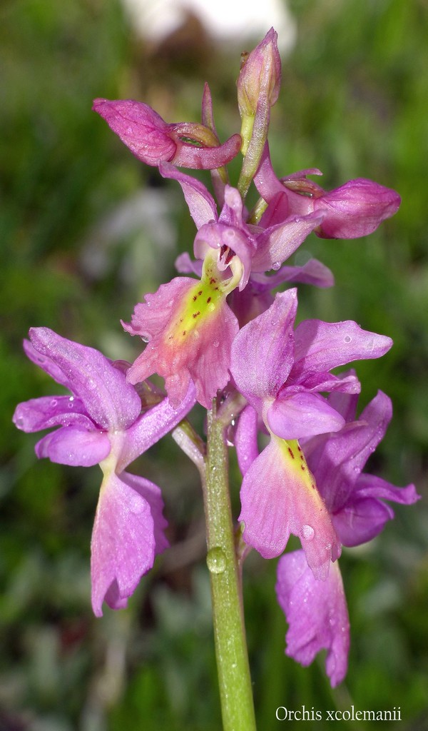 O.pauciflora, O.provincialis, O.quadripunctata, O.xcolemanii, 4 belle Orchis.